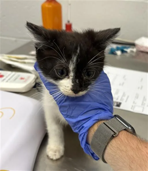 A baby small-sized female Domestic Short Hair cat named Cinnabar for adoption in Indianapolis, IN