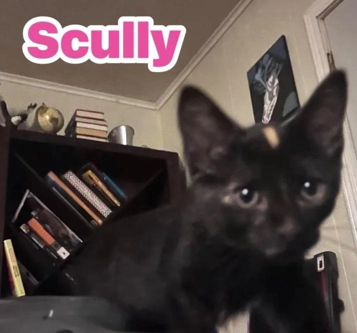 Scully thumbnail 2