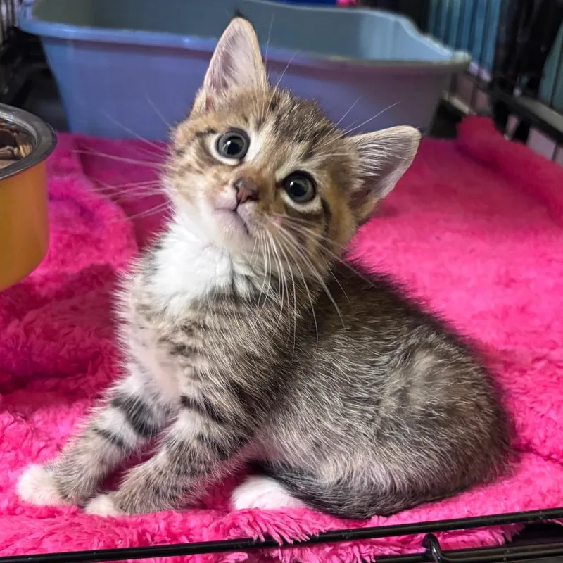 A baby small-sized male Domestic Short Hair cat named Monchichi for adoption in Corpus Christi, TX