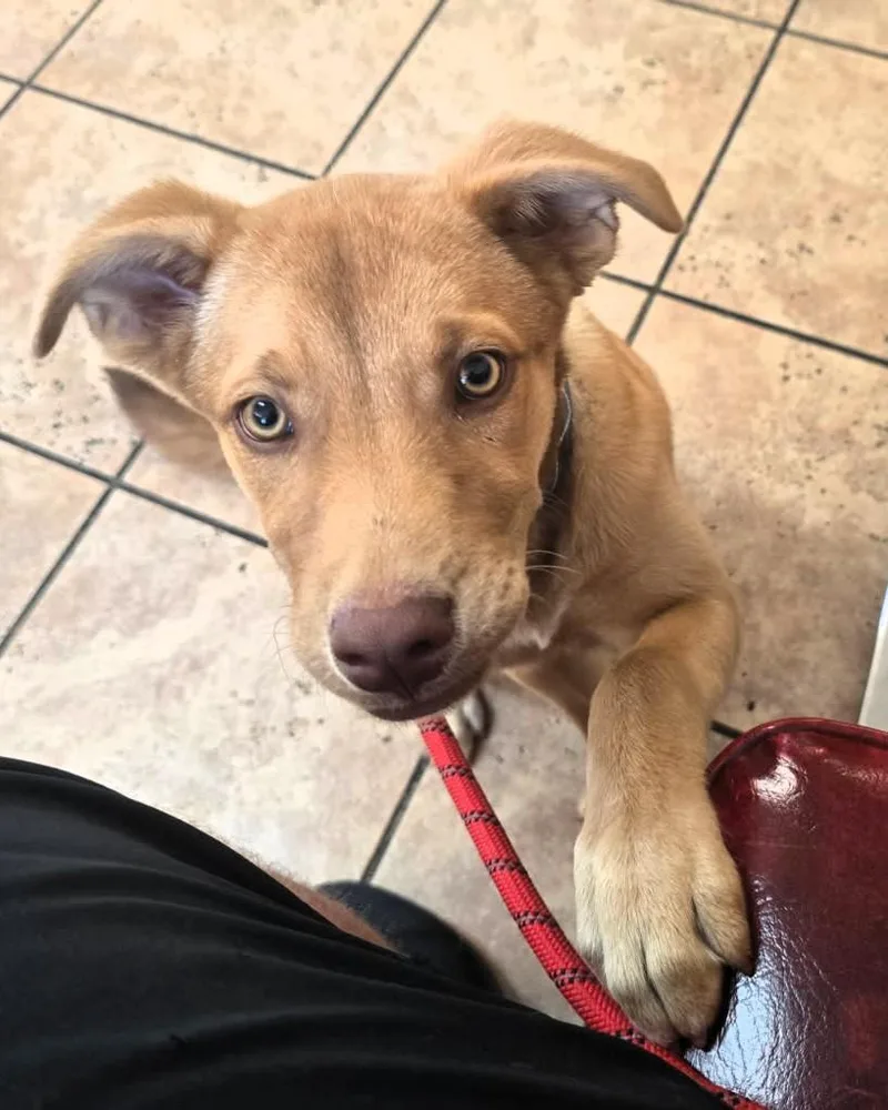 A young medium-sized female Bicolor German Shepherd Dog dog named Autumn for adoption in Houston, TX