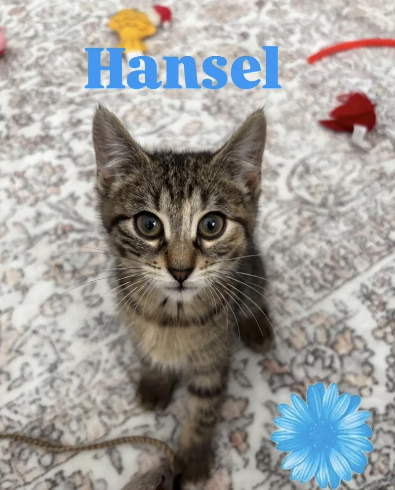 Hansel thumbnail 2