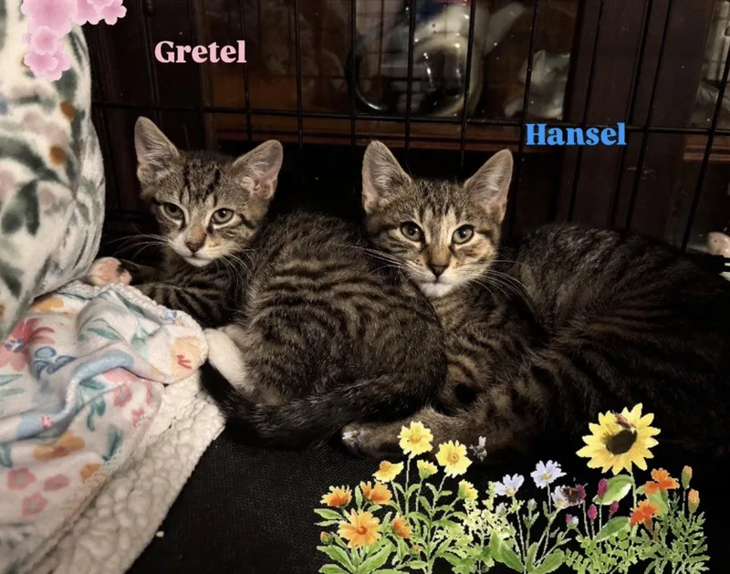 Hansel thumbnail 3