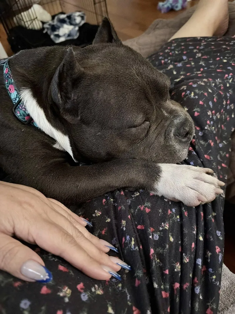 An adult medium-sized female Pit Bull Terrier dog named Laxmi for adoption in Palisades Park, NJ
