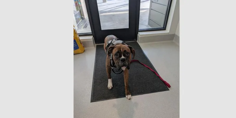 A baby medium-sized male Boxer dog named Santos for adoption in Hewitt, TX