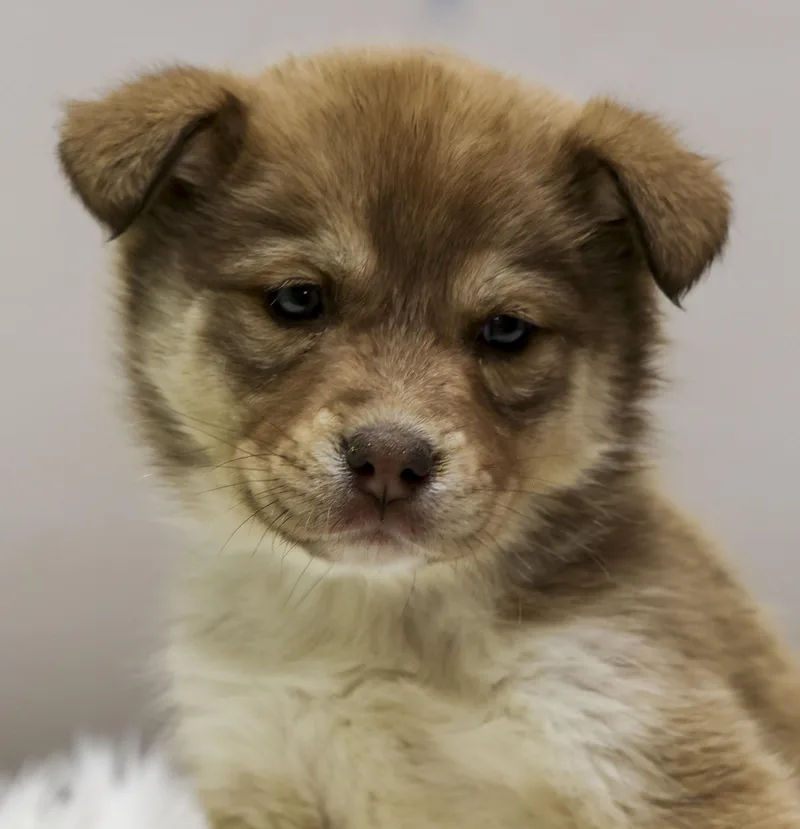 A baby medium-sized female Yellow / Tan / Blond / Fawn Mixed Breed dog named The Gorgeous Girls Litter for adoption in Casa Grande, AZ