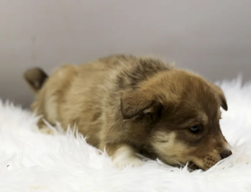 The Gorgeous Girls Litter thumbnail 2