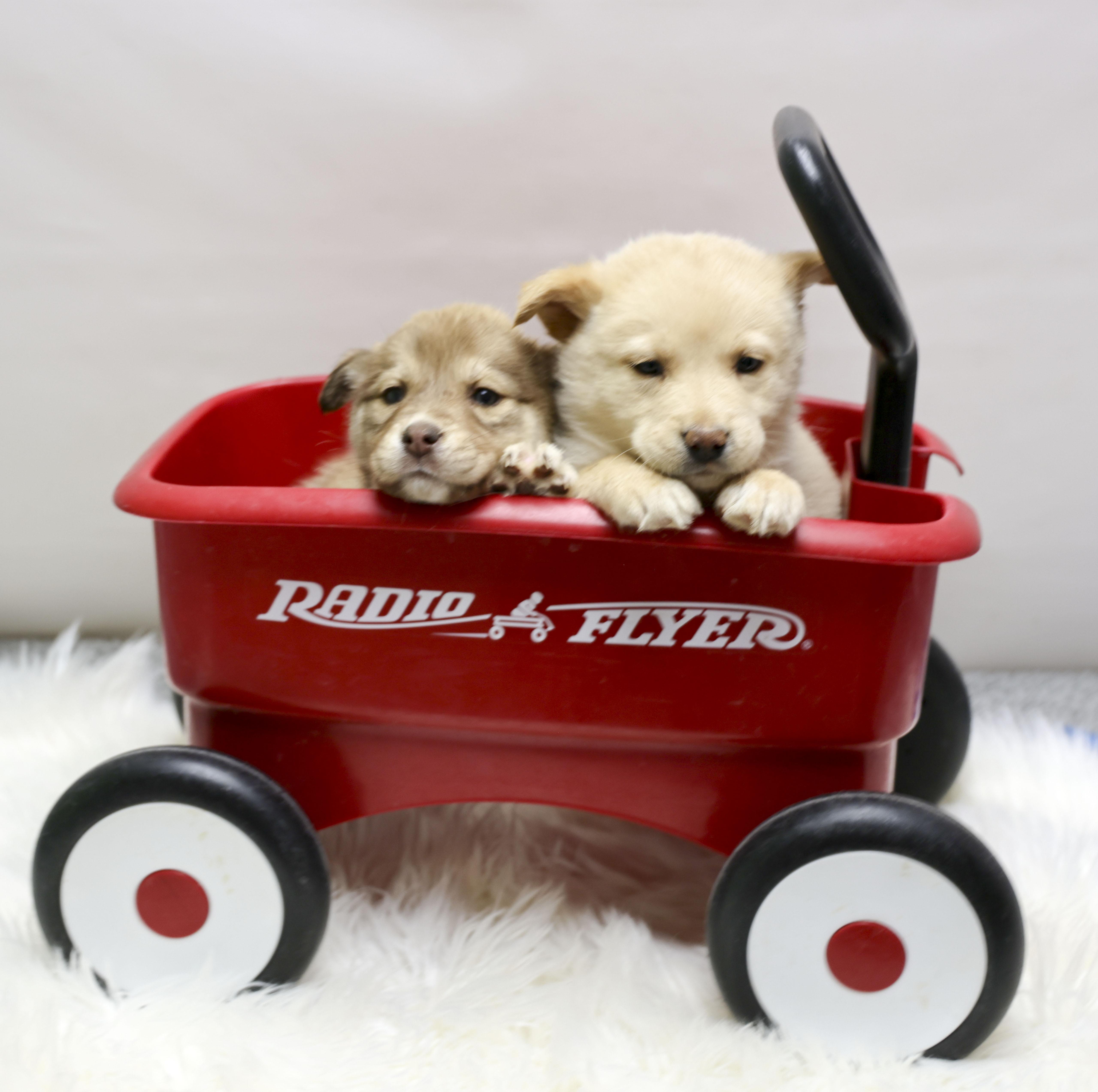 The Gorgeous Girls Litter thumbnail 3