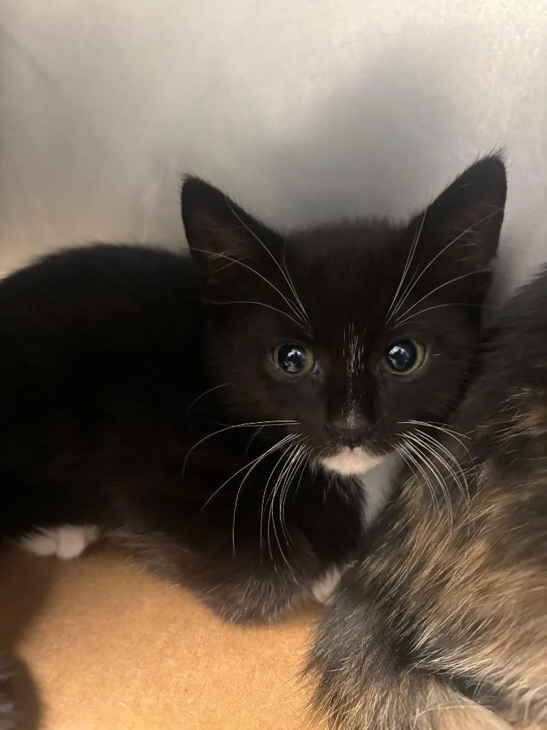 A baby large-sized female Domestic Short Hair cat named Peggy for adoption in Cartersville , GA