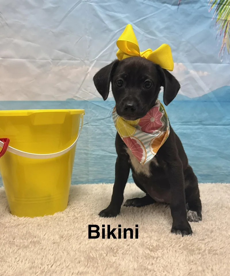 A baby small-sized female Black Terrier dog named Bikini CS for adoption in Columbia, MD