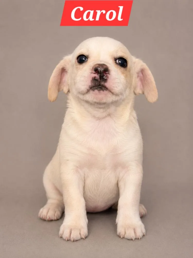 A baby medium-sized female Dachshund dog named Brady Bunch Carol for adoption in Oakland, MI