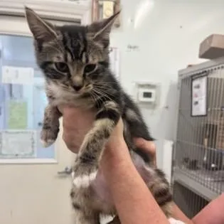A baby medium-sized female Tabby (Brown / Chocolate) Domestic Short Hair cat named Murphy Rose for adoption in Phoenixville, PA