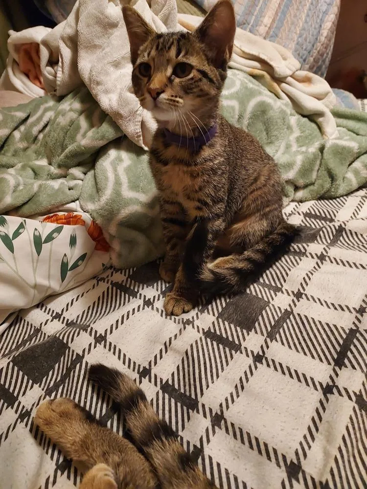 A baby small-sized female Tabby (Brown / Chocolate) Domestic Short Hair cat named Rebel for adoption in Plymouth, MI
