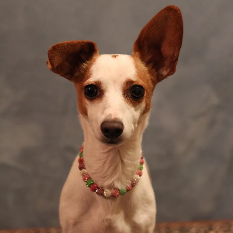 An adult small-sized female Chiweenie dog named Minnie for adoption in Yukon, OK