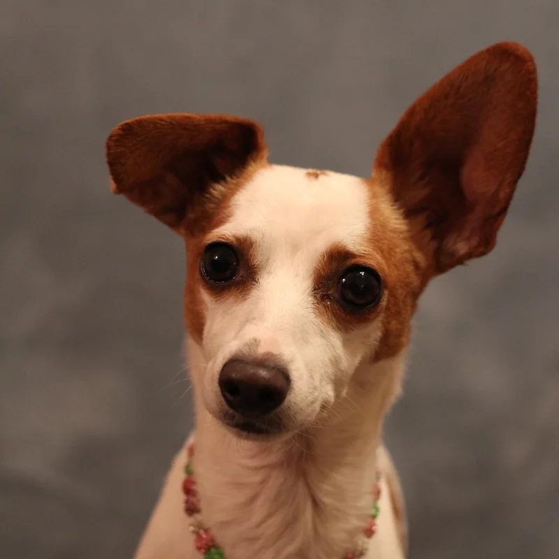 Minnie thumbnail 3