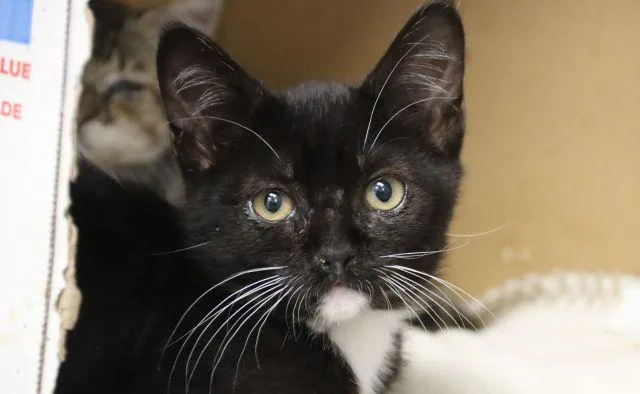 A baby small-sized female Domestic Short Hair cat named Miney for adoption in Tucson, AZ