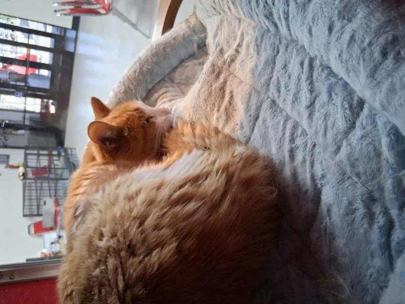 Alfie