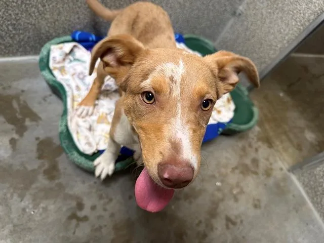 A baby small-sized female Australian Cattle Dog / Blue Heeler dog named Pâte À Choux for adoption in Santa Rosa, CA