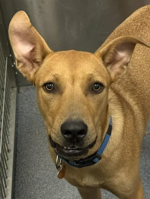 A young large-sized male Mixed Breed dog named Clyde for adoption in Dallas, TX