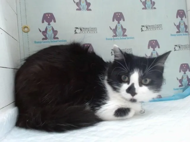 Onyx