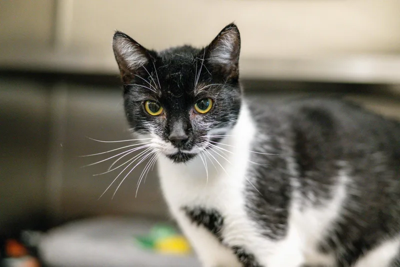 Linguini thumbnail 2