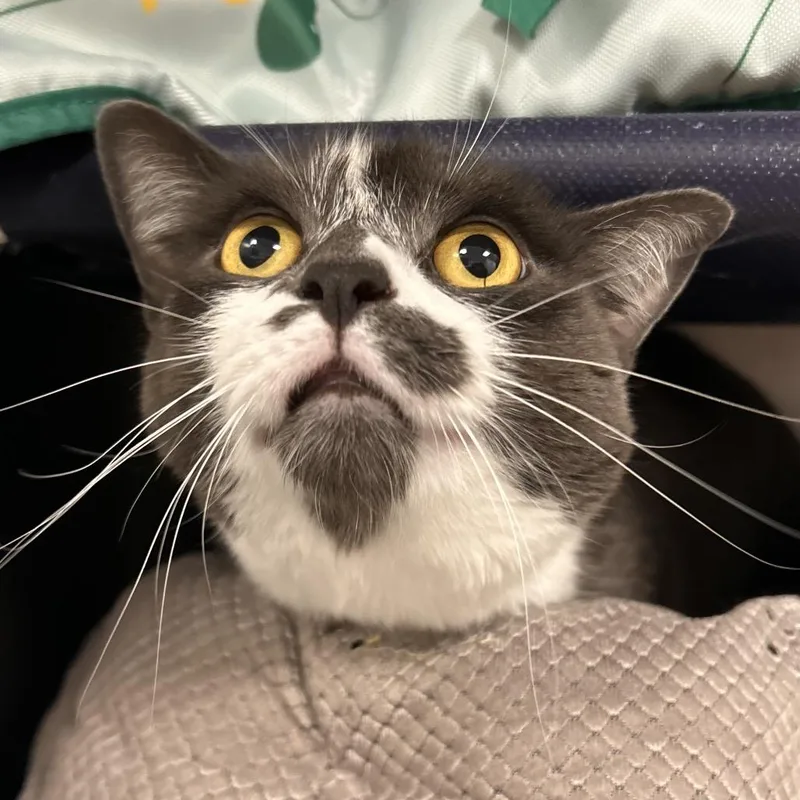 An adult large-sized female Gray / Blue / Silver Domestic Short Hair cat named Lily for adoption in West Palm Beach, FL