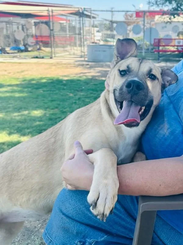 A young medium-sized female Shepherd dog named Nelli for adoption in Tulare, CA