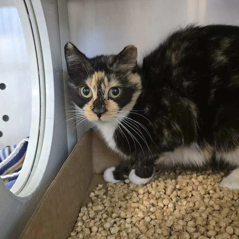 A young medium-sized female Calico Domestic Short Hair cat named Heidi for adoption in Orange, VA