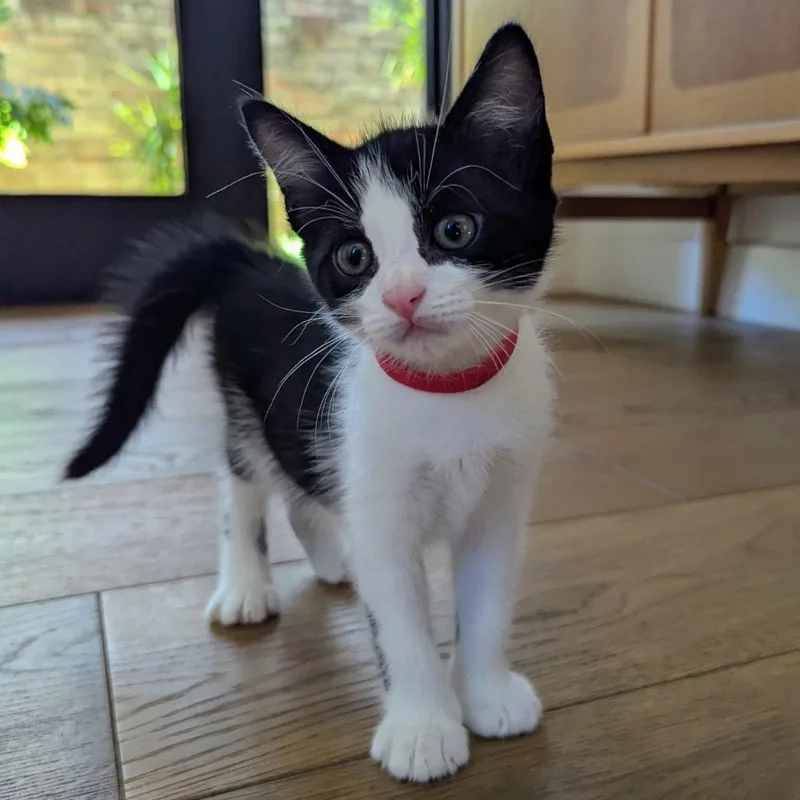 A baby small-sized male Black Domestic Short Hair cat named Mike for adoption in Houston, TX