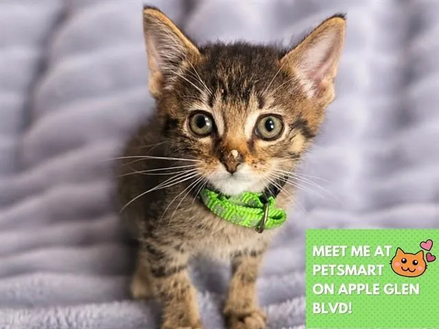A baby small-sized male Domestic Short Hair cat named Sweet Pea for adoption in Fort Wayne, IN