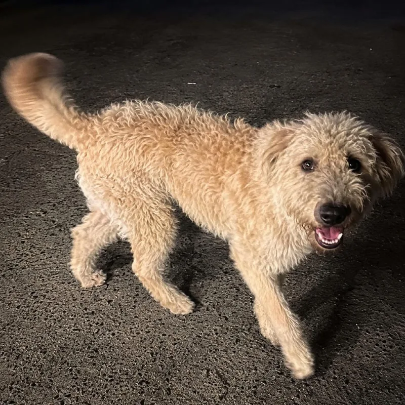 An adult medium-sized male Yellow / Tan / Blond / Fawn Poodle dog named Leo for adoption in Sonoma, CA