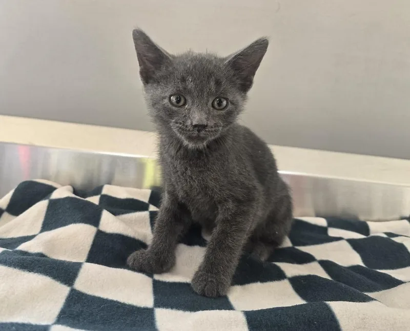 A baby small-sized male Domestic Short Hair cat named Rowan for adoption in Dickson, TN