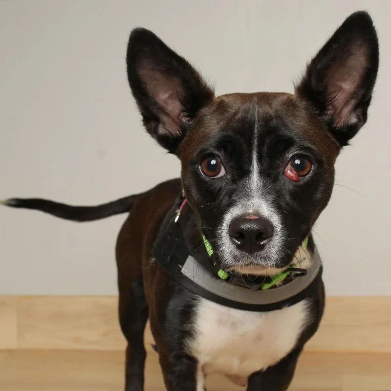 An adult small-sized female Black Chihuahua dog named Quinoa D for adoption in Minnetonka, MN