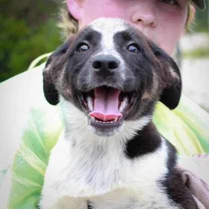 A baby large-sized female Mixed Breed dog named Red Velvet Cake for adoption in Munster, IN