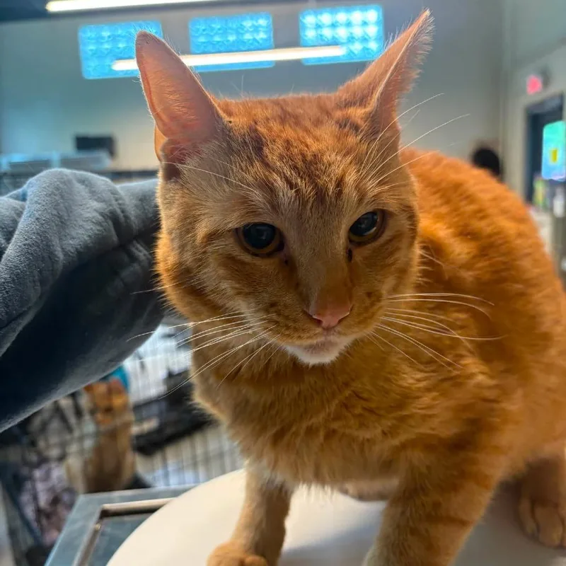 An adult large-sized male Orange / Red Domestic Short Hair cat named Capella for adoption in Huntington, WV