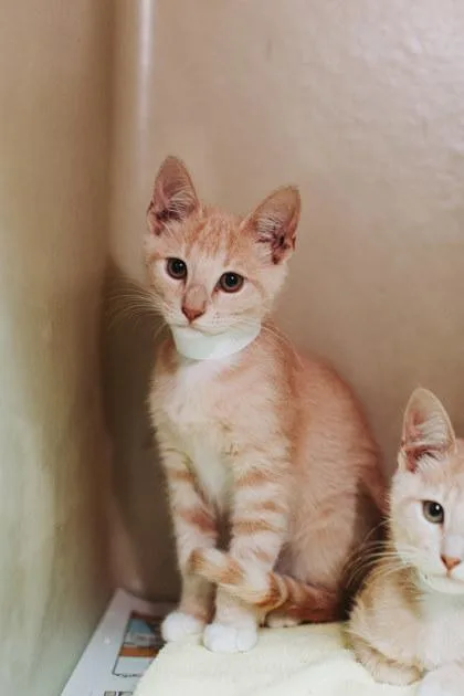 A young small-sized male Domestic Short Hair cat named A Apple Saucedolittle`s West for adoption in North Charleston, SC