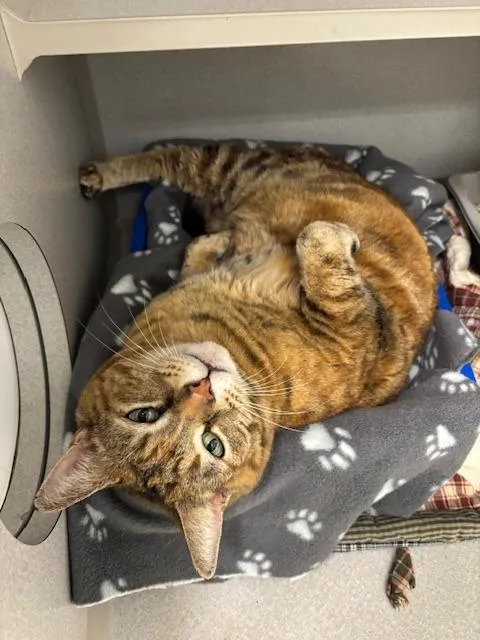 A senior medium-sized female Domestic Short Hair cat named Kiki for adoption in Bloomington, IN