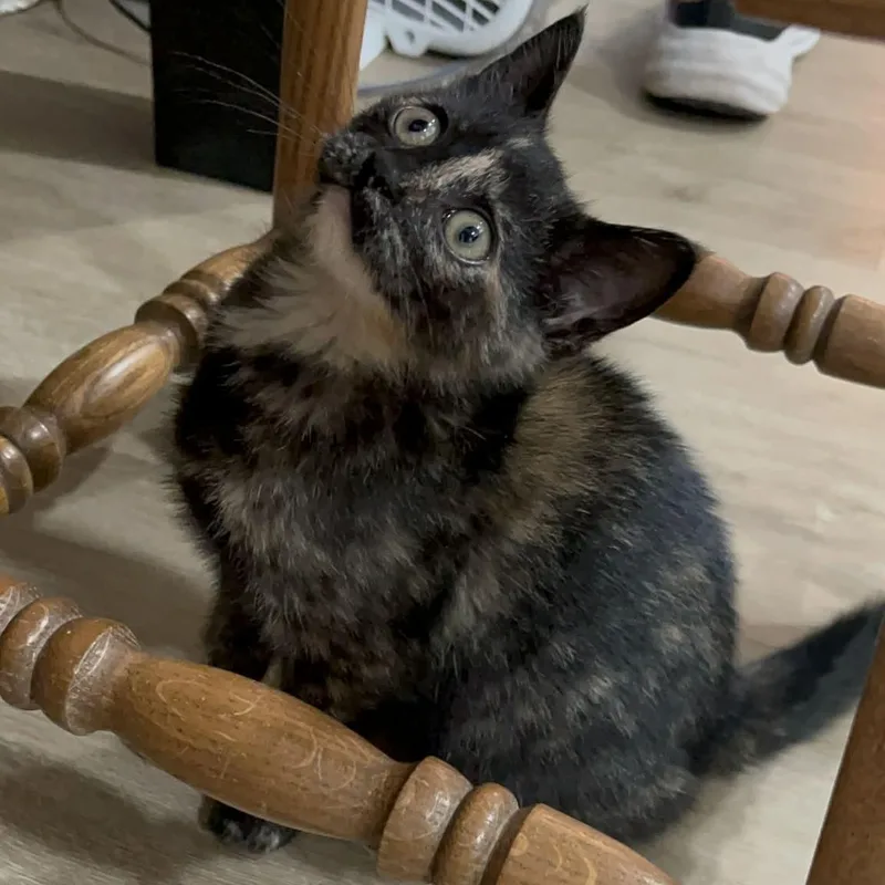 A baby medium-sized female Tortoiseshell Domestic Short Hair cat named Lucia for adoption in Delta, OH