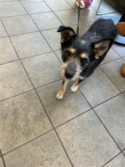 A young small-sized male Terrier dog named Bear for adoption in San Antonio, TX
