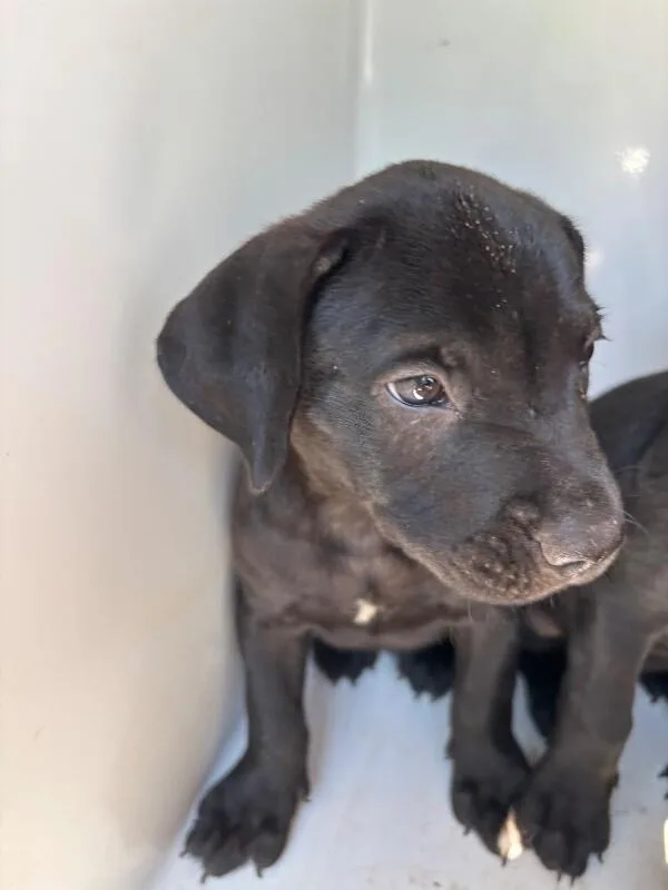A young medium-sized male Black American Bulldog dog named Zoro for adoption in Mobile, AL