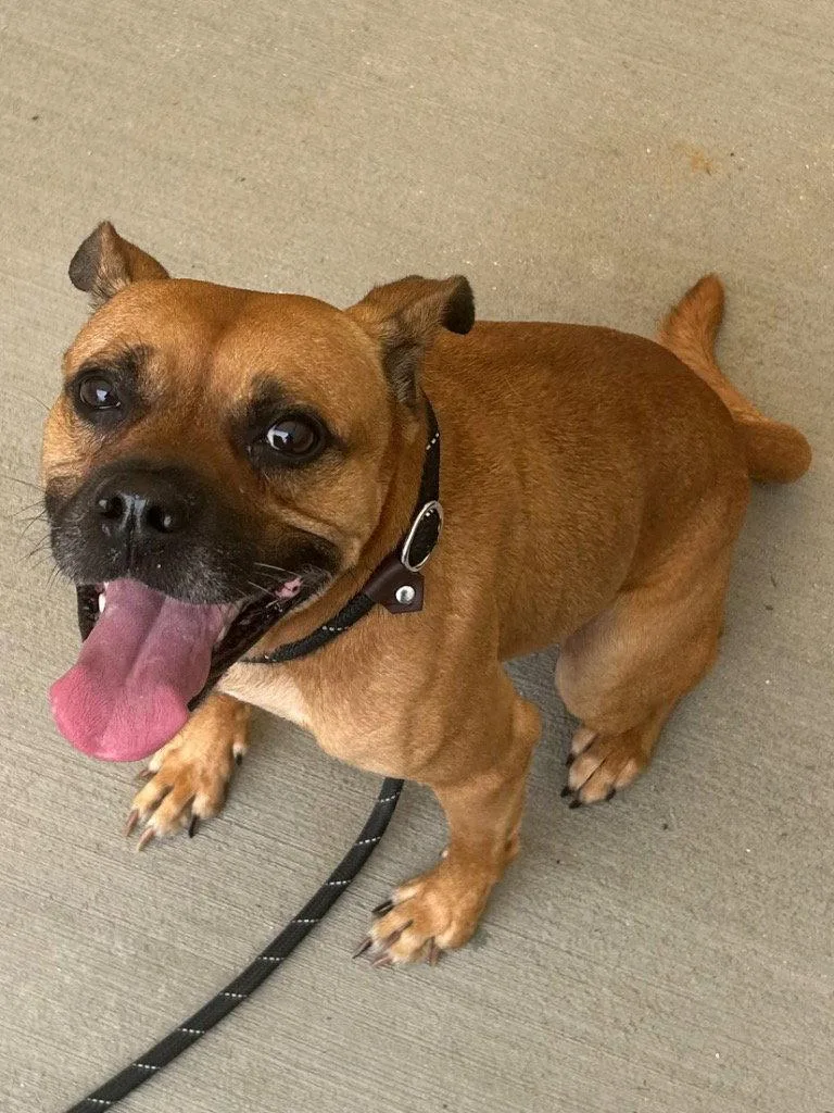 An adult medium-sized male Boxer dog named Kylo for adoption in Tarboro, NC