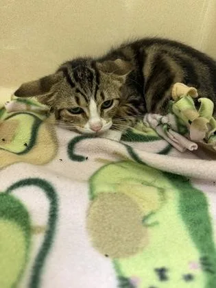 A baby medium-sized female Domestic Short Hair cat named Vivi for adoption in Pequot Lakes, MN