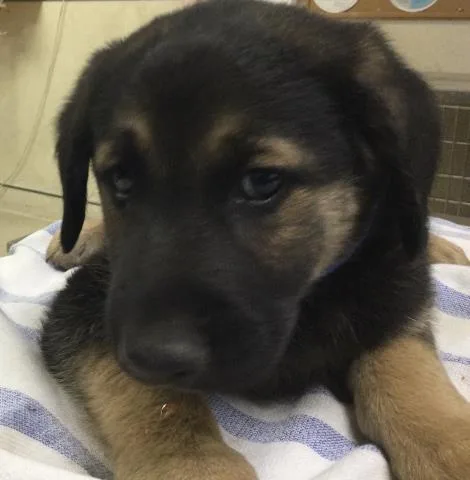 A baby small-sized male German Shepherd Dog dog named Oso for adoption in Riverside, CA