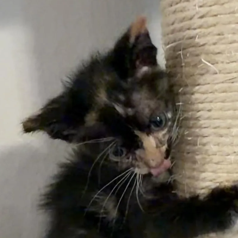A baby small-sized female Black Domestic Medium Hair cat named Grace for adoption in Midland, TX
