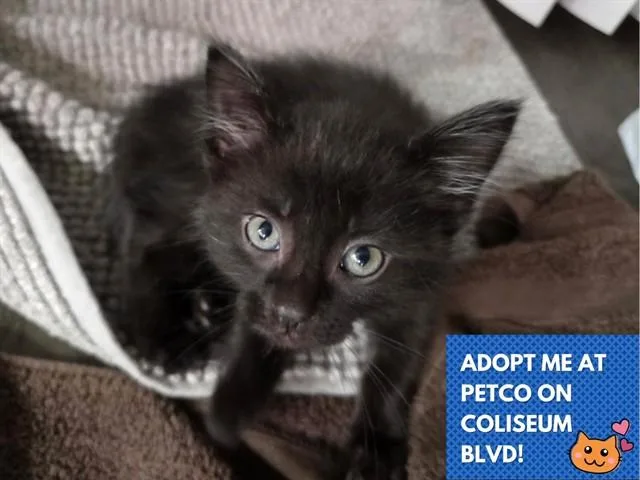 A baby small-sized male Domestic Short Hair cat named Onyx for adoption in Fort Wayne, IN
