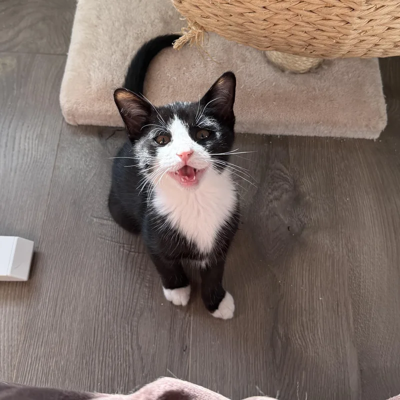 A young small-sized male American Shorthair cat named Dan for adoption in DICKSON, TN