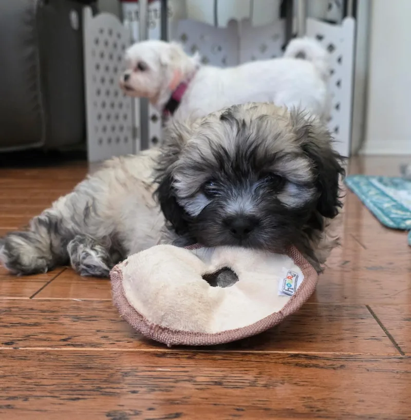 A baby small-sized male Shih Tzu dog named Ares for adoption in Rancho Santa Fe, CA