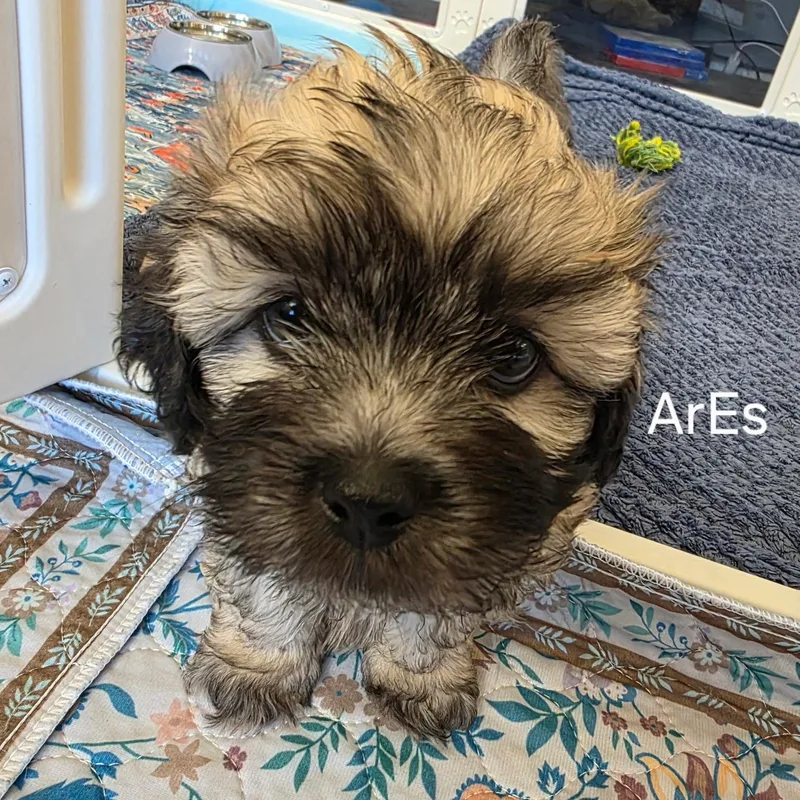 Ares thumbnail 3