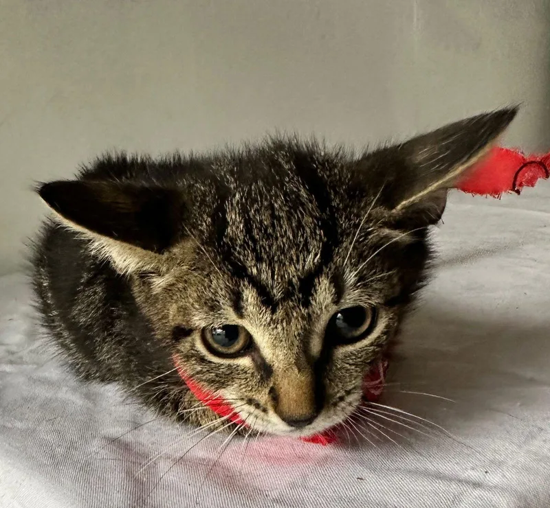 Leonardo thumbnail 2