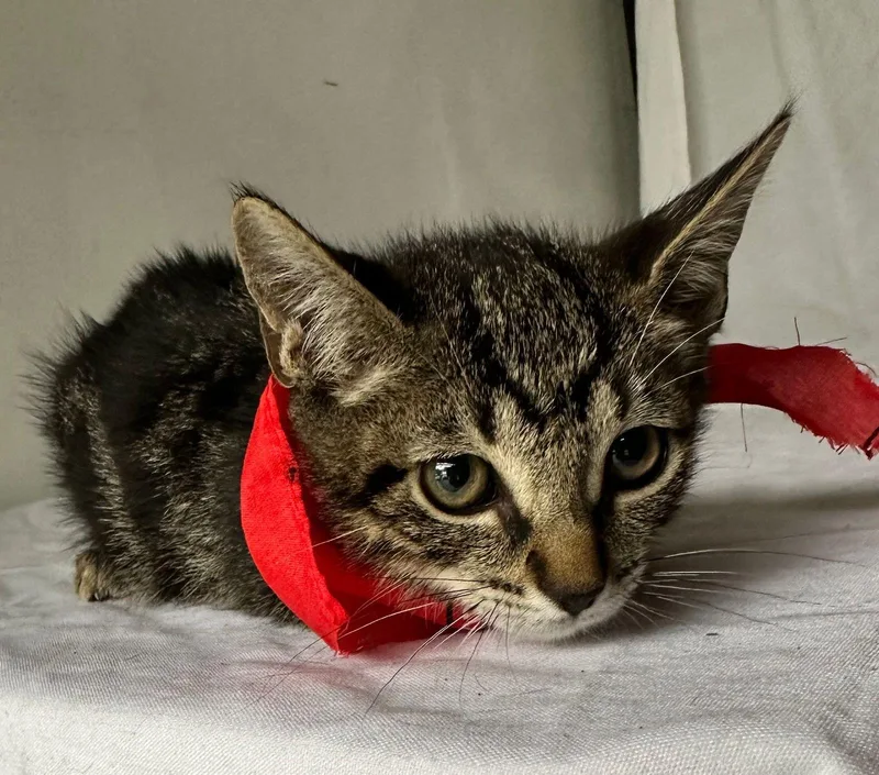 Leonardo thumbnail 3