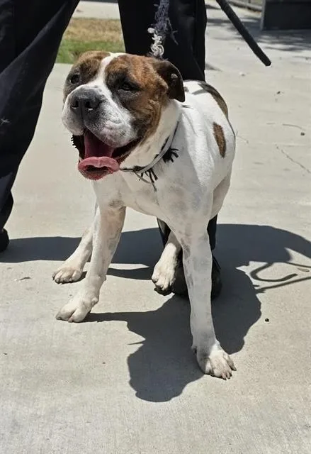 An adult medium-sized male American Staffordshire Terrier dog named Manotas for adoption in Downey, CA